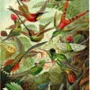 Poster Beautiful Birds, Nr. 66