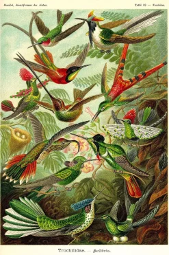 Poster Beautiful Birds, Nr. 66
