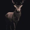 Poster Deer On Black, Nr. 160