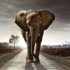Poster Elephant King, Nr. 200