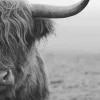 Poster Highlander, Nr. 206