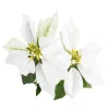Weihnachtsstern 2 Blüten/weiß, 31 Cm